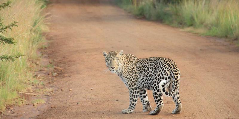 从曹操369斥候到即时配送：跨越千年的信息传递革命