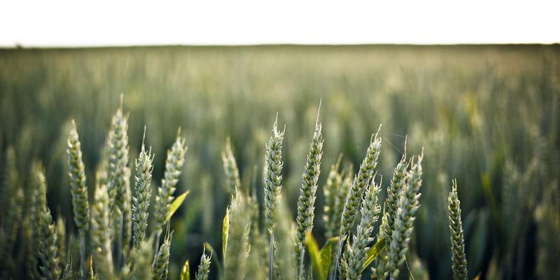 曹操36915：解码同城快递、即时配送与专业跑腿服务的效率革命