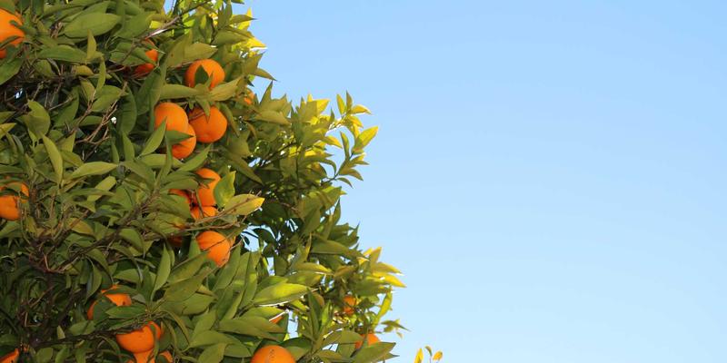 曹操36977：即时配送新势力的崛起与外卖配送新格局