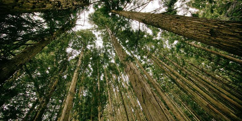 曹操36998：重新定义同城生活服务，跑腿与快递的智能解决方案